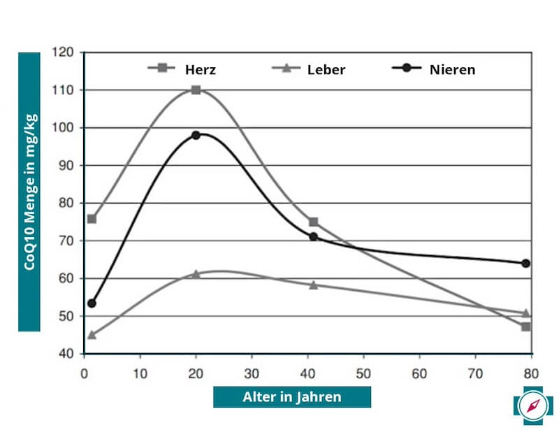 Q10 Senkung im Alter