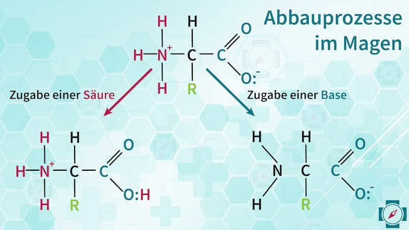 Abbauprozess im Magen