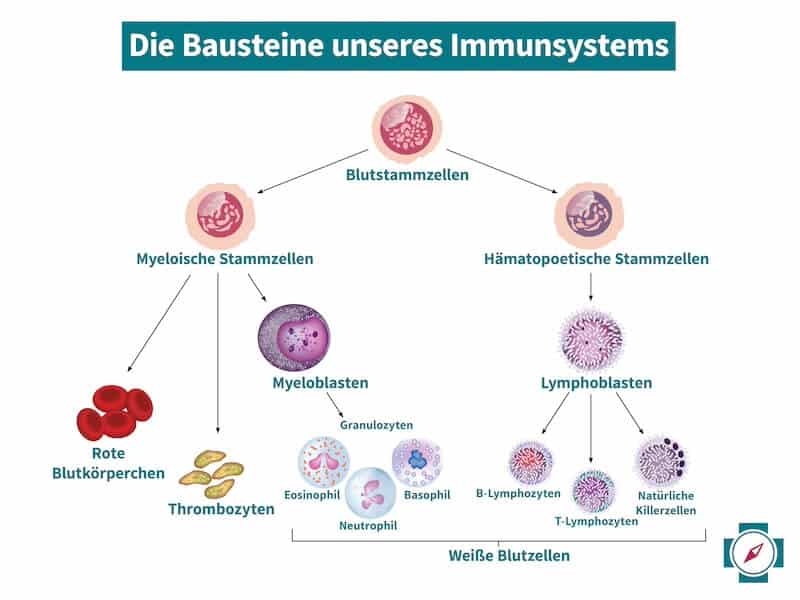 Die Bausteine des Immunsystems