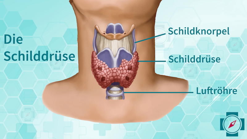 Die Schilddrüse