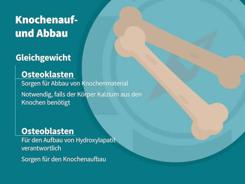 Knochenaufbau und Abbau