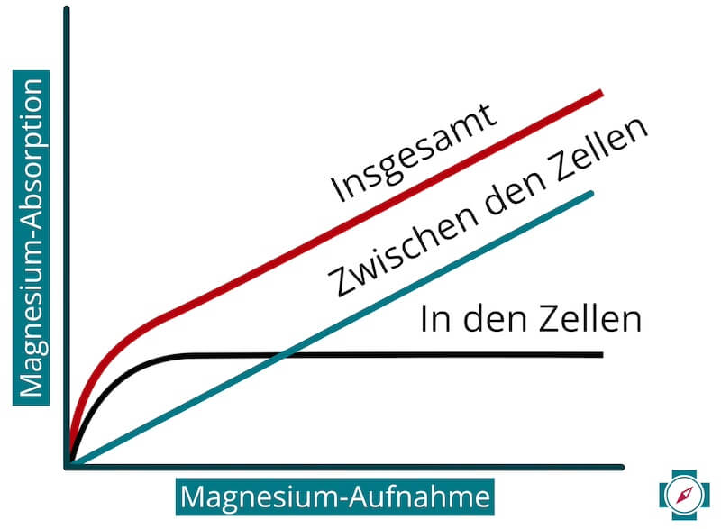 Magnesium-Aufnahme und Absorption