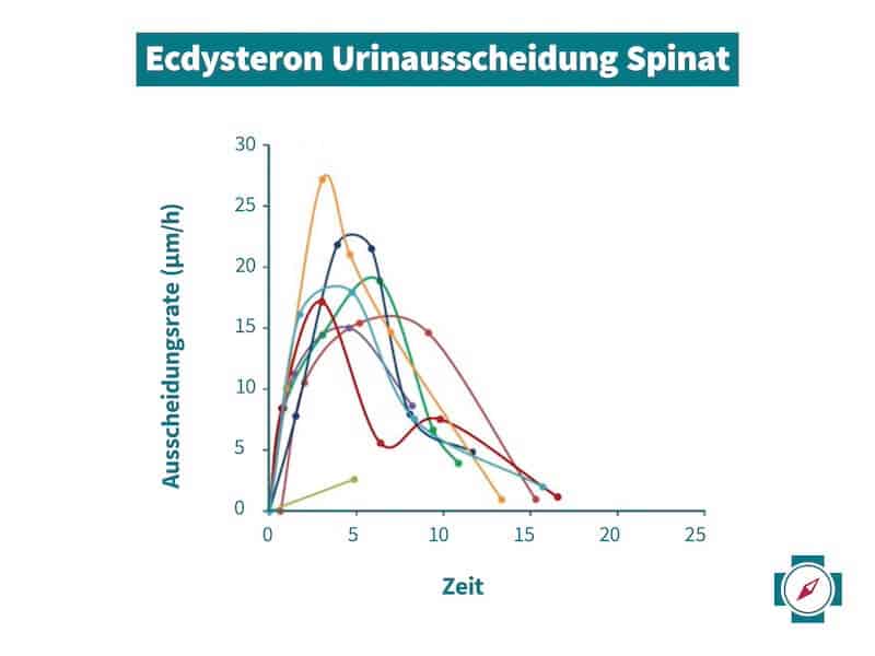 Ecdysteron Urinausscheidung Spinat