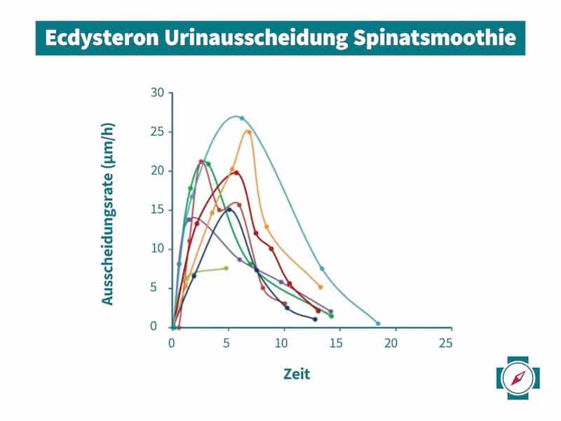 Ecdysteron Urinausscheidung Spinatsmoothie