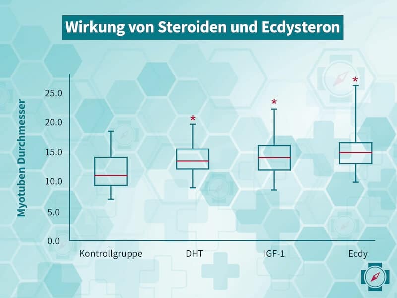 Wirkung von Steroiden und Ecdysteron