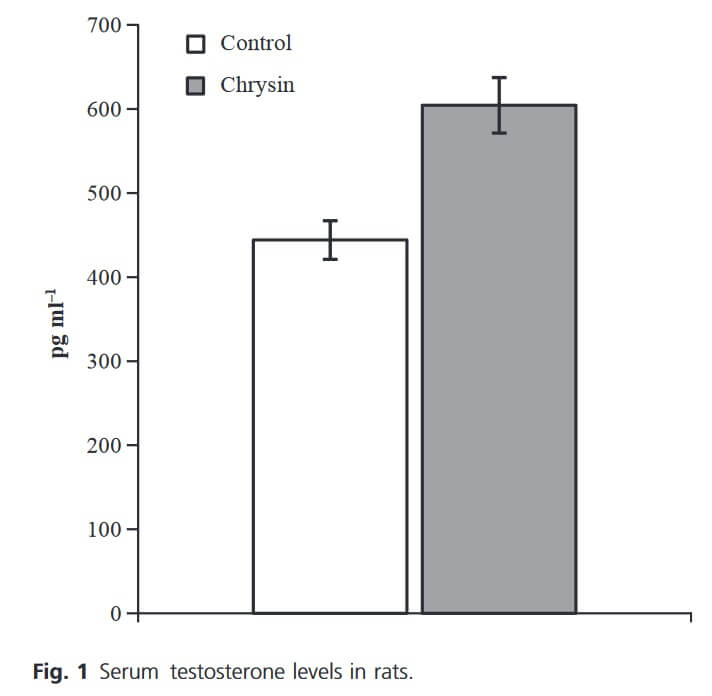 Die Testosteronkonzentration im Blut der chrysinbehandelten Ratten war deutlich höher. 