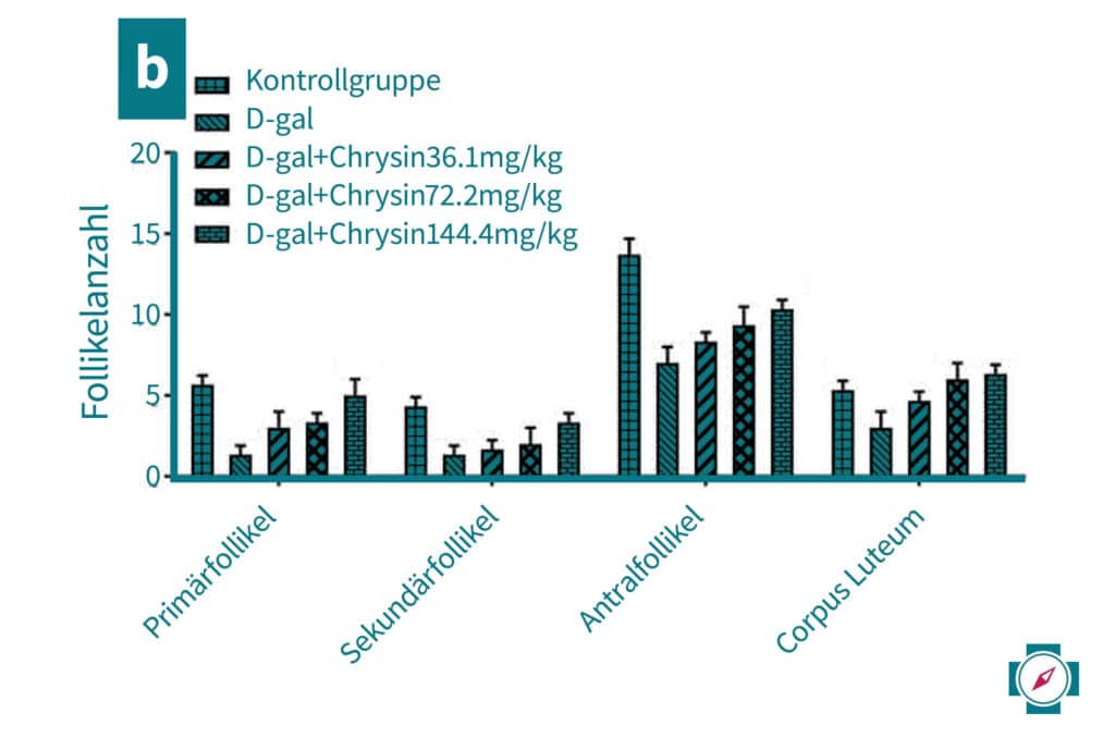 Chrysin Effekt auf Follikelanzahl