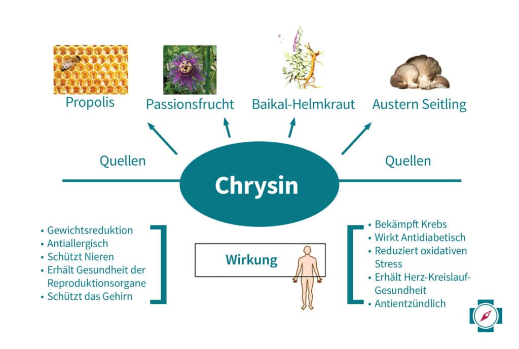 Chrysin Übersicht