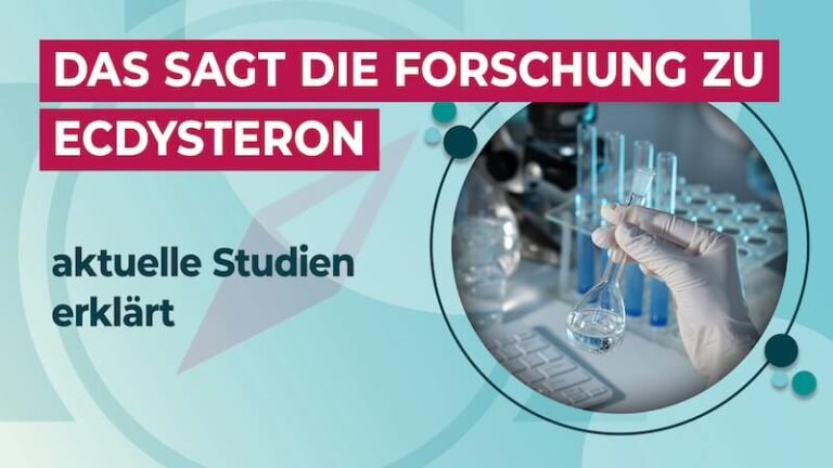 Ecdysteron Studie