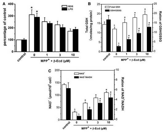 Ecdysteron Wirkung bei oxidativem Stress