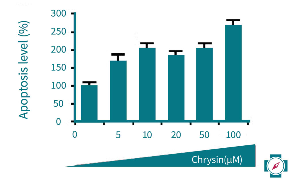 Der Zelltod der Tumorzellen stieg durch die Chrysingabe deutlich. Schon eine geringe Menge von 5 µg hatte eine starke Wirkung. 