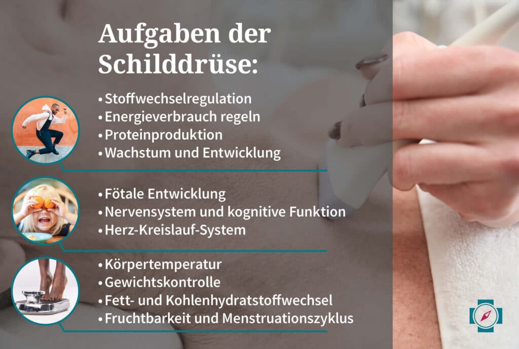 Q10 Wirkung - Aufgaben der Schilddrüse