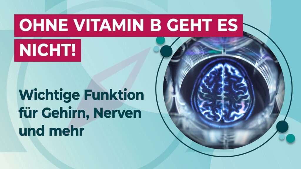 Ohne Vitamin B geht es nicht!