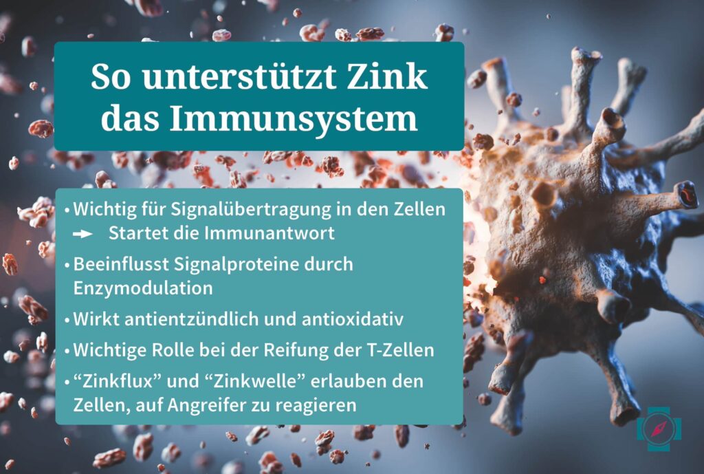 So unterstützt Zink das Immunsystem