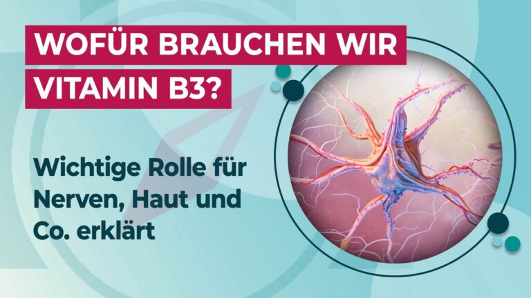 Wofür brauchen wir Vitamin B3