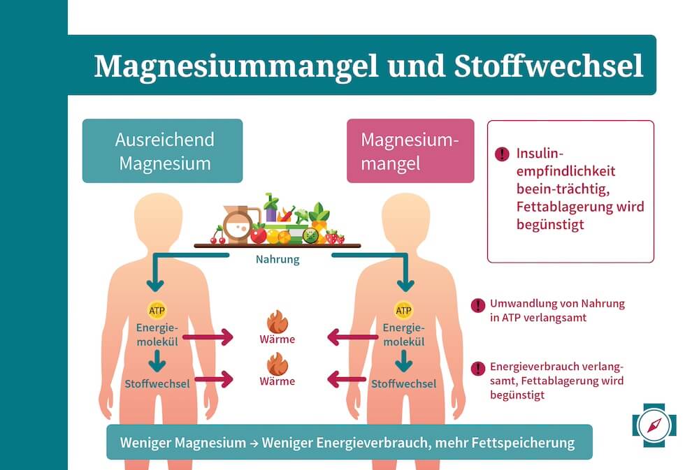 Magnesiummangel Gewichtszunahme und Stoffwechsel