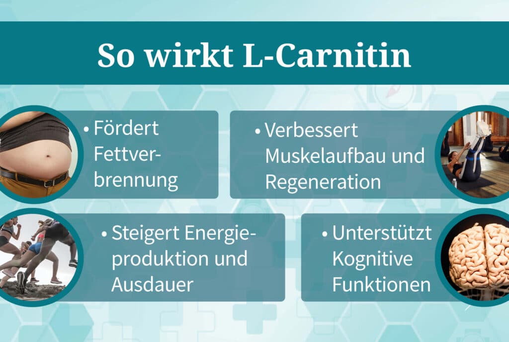 So wirkt L-Carnitin