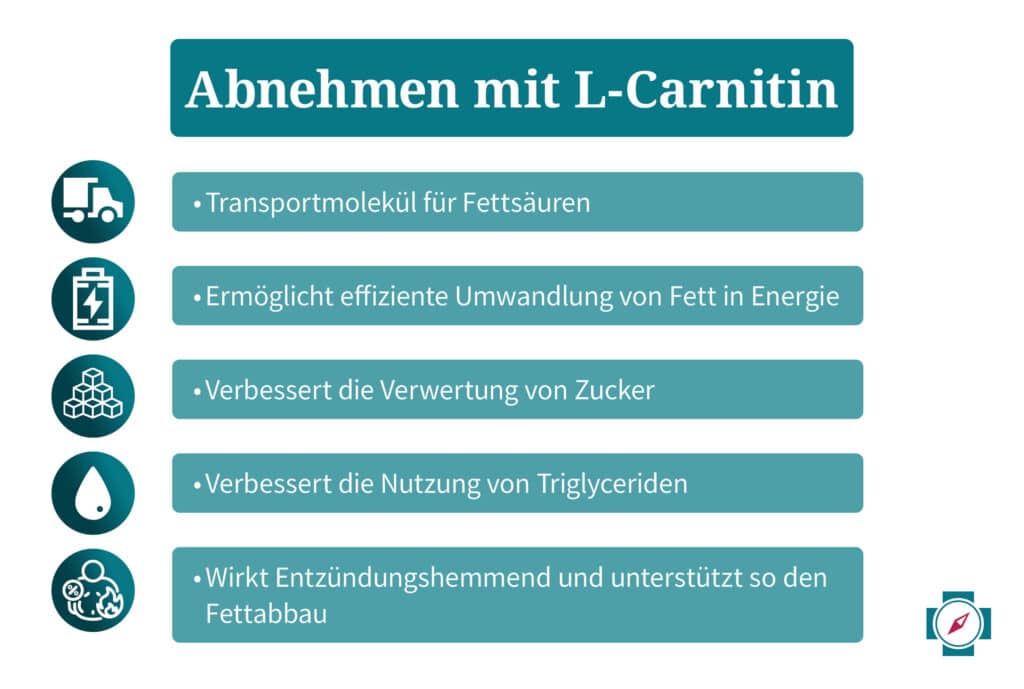 L-Carnitin Abnehmen Wirkung